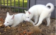 Good Looking Siberian Husky Puppies For Adoption