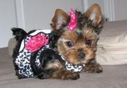 for Adoption Two Cute teacup yorkie Puppies