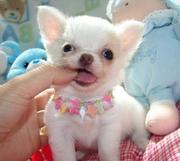 Cute tinny toy faces chihuahua puppies available
