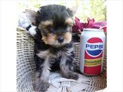 Quality ~ X- Mass ~ Akc Female Teacup Yorkie Puppies For Adoption 