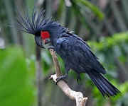 Black palm cockatoos parrots for sale